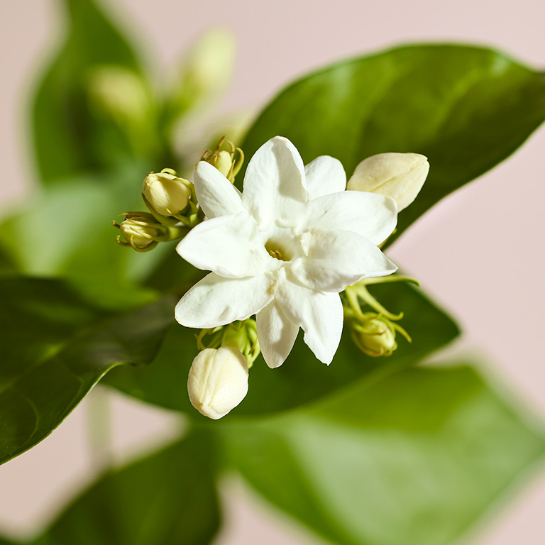 茉莉花香，自信綻放香水香調成分之一。